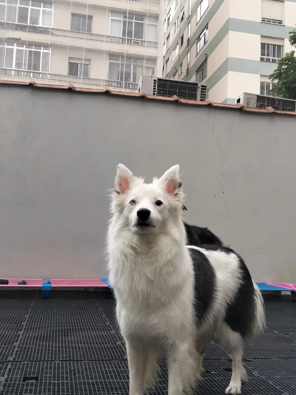 Draco no espaço do Vira a Lata