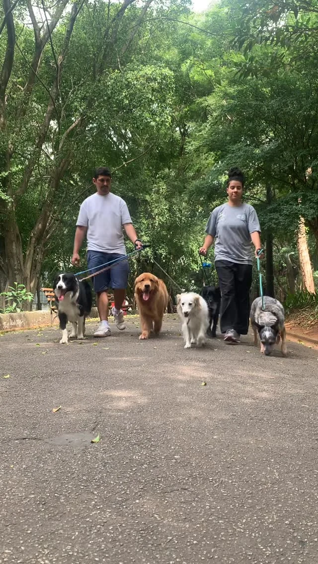 Passeio com os pets